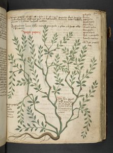 MS 41623 
