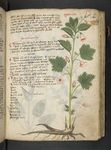 MS 41623 