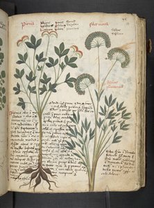 MS 41623 
