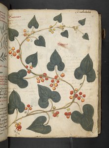 MS 41623 