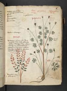 MS 41623 