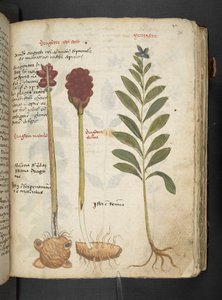 MS 41623 