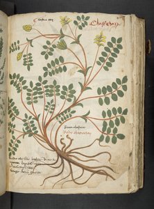 MS 41623 
