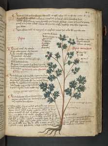 MS 41623 