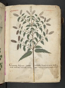 MS 41623 
