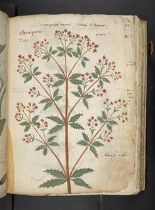 MS 41623 