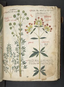 MS 41623 