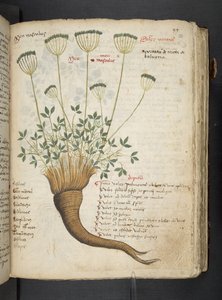 MS 41623 