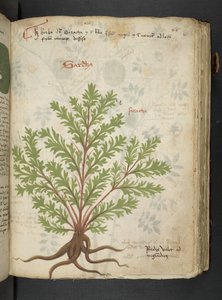 MS 41623 
