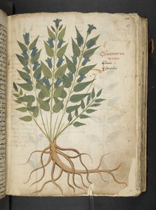 MS 41623 