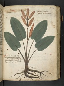 MS 41623 