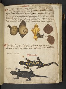 MS 41623 Chiocciole and Salamandra, from 