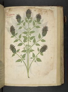 MS 41623 f.103r Consolida、「A herbal」、Belluno から追加 (ベラムにインクとカラー) 作： Italian School