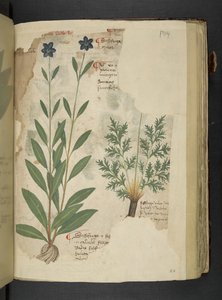 MS 41623 f.104r Sassifraga、「A herbal」、Belluno から追加 (ベラムにインクとカラー) 作： Italian School