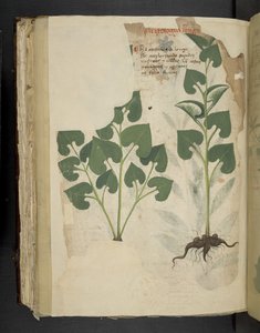 MS 41623 f.104v アンスリウム、「ハーブ」、ベルーノから追加 (ベラムにインクとカラー) 作： Italian School