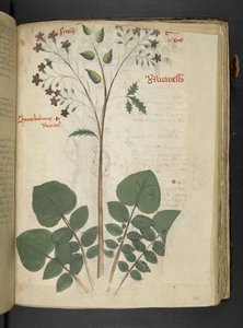 MS 41623 f.110r 
