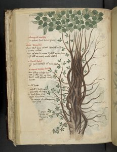 MS 41623 f.110v マングローブの木、「A ハーバル」から、ベルーノ (ベラムにインクと色) を追加 作： Italian School