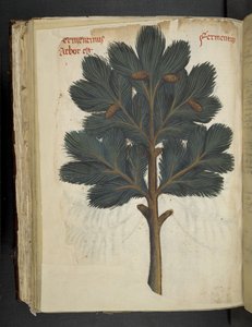 MS 41623 f.111v パイン、「A ハーブ」、ベルーノから追加 (ベラムにインクとカラー) 作： Italian School