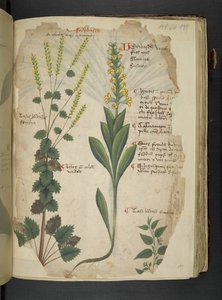 MS 41623 f.113r 