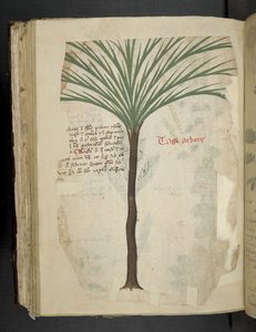 MS 41623 f.113v タロ・アルボロ、「ハーブ」から追加、ベルーノ (ベラム紙にインクとカラー) 作： Italian School