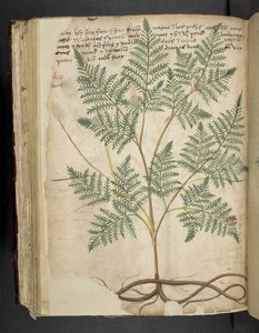 MS 41623 f.114v 
