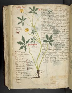 MS 41623 f.115v Pentafilon (または 
