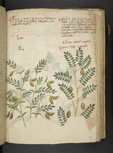 MS 41623 f.116r 