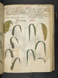 MS 41623 f.117r 