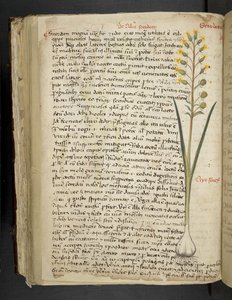 MS 41623 f.119v 