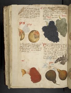 MS 41623 f.121v Fruits、「A herbal」、Belluno から追加 (ベラムにインクとカラー) 作： Italian School