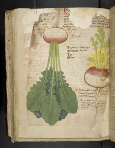 MS 41623 f.126v 