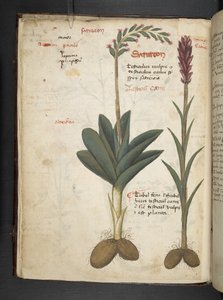 MS 41623 f.12v A ハーブ、ベルーノ (ベラムにインク & カラー) を追加 作： Italian School