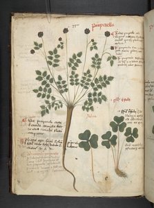 MS 41623 f.14v A ハーブ、ベルーノ (ベラムにインクとカラー) を追加 作： Italian School