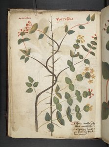 MS 41623 f.15v A ハーブ、ベルーノ (ベラムにインク & カラー) を追加 作： Italian School