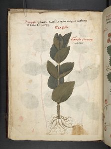 MS 41623 f.16v A ハーブ、ベルーノ (ベラムにインクとカラー) を追加 作： Italian School