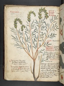 MS 41623 f.18v A ハーブ、ベルーノ (ベラムにインクとカラー) を追加 作： Italian School