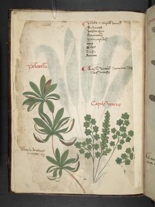 MS 41623 f.1v A ハーブ、ベルーノ (ベラムにインクとカラー) を追加 作： Italian School