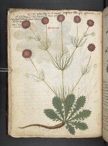 MS 41623 f.26v A ハーブ、ベルーノ (ベラムにインクとカラー) を追加 作： Italian School