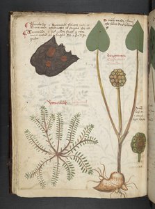 MS 41623 f.28v 