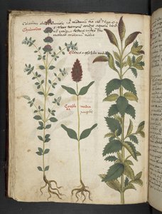 MS 41623 f.30v 