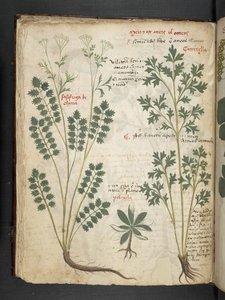 MS 41623 f.33v 
