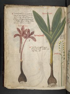 MS 41623 f.34v 