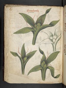 MS 41623 f.36v 
