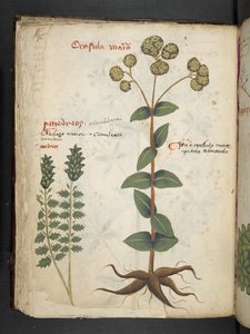 MS 41623 f.37v 