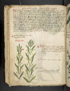 MS 41623 f.39v 