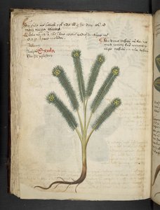 MS 41623 f.39v 