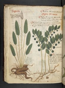MS 41623 f.42v 