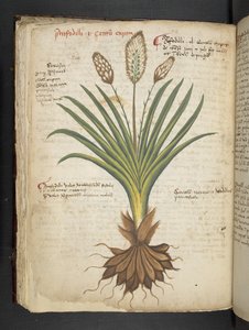 MS 41623 f.50v 