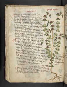 MS 41623 f.54v 