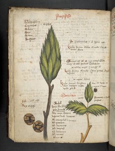 MS 41623 f.62v 